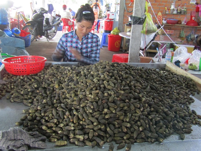 Nông dân thu gần tỷ đồng mỗi vụ cau